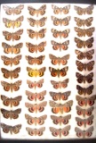 13x18 frame of 44 species of Catocala underwing moths.