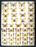 12x16 Frame of Parnassius & Pieridae species - white forms.  Scarce and expensive.