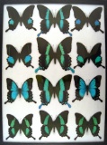 12x16 Frame of Gloss Papilios: blumei, palinurus, paris, pericles, buddha.
