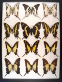 12x16 Frame of Papilios: garamas, pilumnus, and misc. kite papilios.