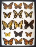 12x16 Frame of North American sp. Monarch, swallowtail, fratillary, sulpher.