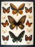 12x16 Frame of Ornithoptera croesus M&F, O. brookiana, 8 orange tips, and 6 Cethosia species.