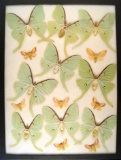 12x16 Frame of 9 A. Luna females and 7 Rosy Maple moths.