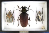 8x12 frame of Largest beetles: Titanus giganteus and 2 Goliath sp.