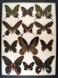 12x16 Frame of Teinopalpus imperialis M&F, Bhutan Glory, P. coon, papilio gundalachianus.