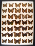 12x16 Frame of Tortishells, Red Admirals, and misc. USA from 1930's.