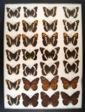 12x16 Frame of White admirals, California sister, & Viceroy & Vice-erine hard to obtain today from 1