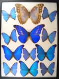 12x16 Frame of Morphos helena, rhetenor, aega, and others.