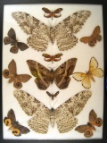 12x16 Frame of S.A. moths: Thysania agrippina, 