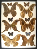 12x16 Frame of 6 scarce South American species from the 1930's, rarely offered today.