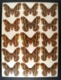 12x16 Frame of 15 Callosamia promethea - large sp. From the 30's and 40's.