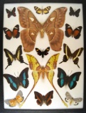 12x16 Frame of Coscinocera hercules Actias maenas and 13 tropical species.