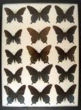 12x16 Frame of Papilio philenor- Blue Swallowtail.