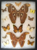 12x16 Frame of Attacus atlas M&F, and misc. tropical and a Monarch.