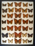 12x16 Frame of Goatweed emperors rarely offered for sale, hard to find, from the 1930's.