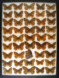 12x16 Frame of British fritillaries from the 1930's & 1940's.