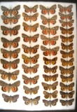 13x18 frame of 43 species of Catocala underwing moths.