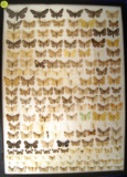 13x18 frame containing 175 small Geometrid moths from North America.
