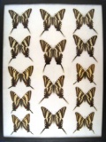 12x16 Frame of Papilio marcellus in various forms  The Zebra Swallowtail.