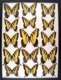 12x16 Frame of Papilio glaucus 