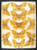 12x16 Frame of 11 Eacles imperialis females from Carroll County Ohio 1950's.