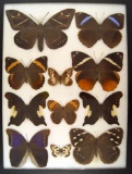 12x16 Frame of Castnia sp. Along with exotic butterflies from South America.