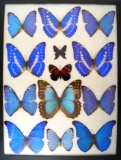 12x16 Frame of Morphos cypris.  Rhetenor, & other blue morpho species.