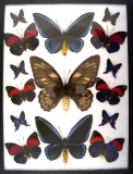 12x16 Frame of 6 Agrias sp., 6 Diorina sp., Ornithoptera urvillianus -  M&F.