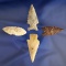 Set of four Arrowheads found in the great basin area, largest is 2 5/16