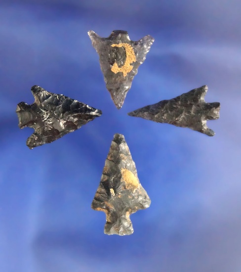 Set of four Obsidian arrowheads, largest is 15/16" found by Terri Baldridge in the Tule Lake Basin,
