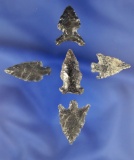 Set of five Obsidian Arrowheads found in Oregon and nice condition. Largest is 1