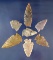 Set of seven assorted Arrowheads found in Wyoming, largest is 1 15/16