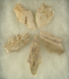 Set of five Arrowheads, largest is 2 9/16