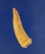 Fossil Specimen: Encodus fang of a large Herring, 100 million years old, found in Madagascar.