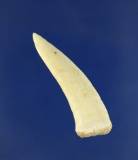 Fossil Specimen: Encodus fang of a large Herring, 100 million years old, found in Madagascar.
