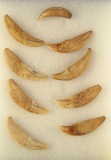 Set of nine un-drilled canine teeth found at a site in Kentucky.