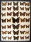 12 x 16 frame of Mourning Cloak, Emperors, Buckeyes, from the 1930's.