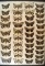 13 x 18 frame of  42 species of Catocala underwing moths.