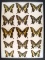 12 x 16 frame of Papilio Xuthus & its relatives from Japan, China, and Hawaii.
