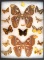 12 x 16 frame of Pair of Atlas Moths and misc. tropical species.
