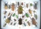 12 x 16 frame of huge Rhinoceros beetles and colorful tropical species of beetles. LOCAL PICKUP ONLY