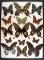 12 x 16 frame of Papilio antenor, P. memnon, P. rumanzovia, P. polymnestor.
