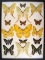 12 x 16 frame of Leopa katinka, Actias selene, Sunset moth, Actias sinensis - China.