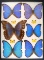 12 x 16 frame of Morphos didius, mestira, and other large morpho species.