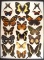 12 x 16 frame of Papilios: bachus, zagreus, & ascolius, Leptocircus meges.
