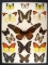 12 x 16 frame of Papilio antimachus, 2 map sp., 2 dog face, and 4 pieridae large orange tips.