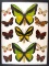 12 x 16 frame of 2 Ornithoptera goliath, Ornithoptera paradesia, and 10 misc. U.S. SHIPPING ONLY!