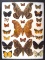 12 x 16 frame of Arsenura romulus, Titaea tamerlon, Arsenura orbignyana (South American moths).