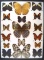 12 x 16 frame of Stichophthalma howqua, camadeva and godfreyi, Hestia - idea, and Map Butterfly.