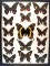12 x 16 frame of Papilio pelaus from Puerto Rico, Papilio garamas, Papilio gundalachianus from Cuba-